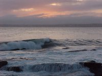 Beavertail