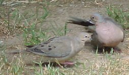 Mourning Doves