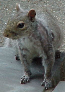 Super Squirrel